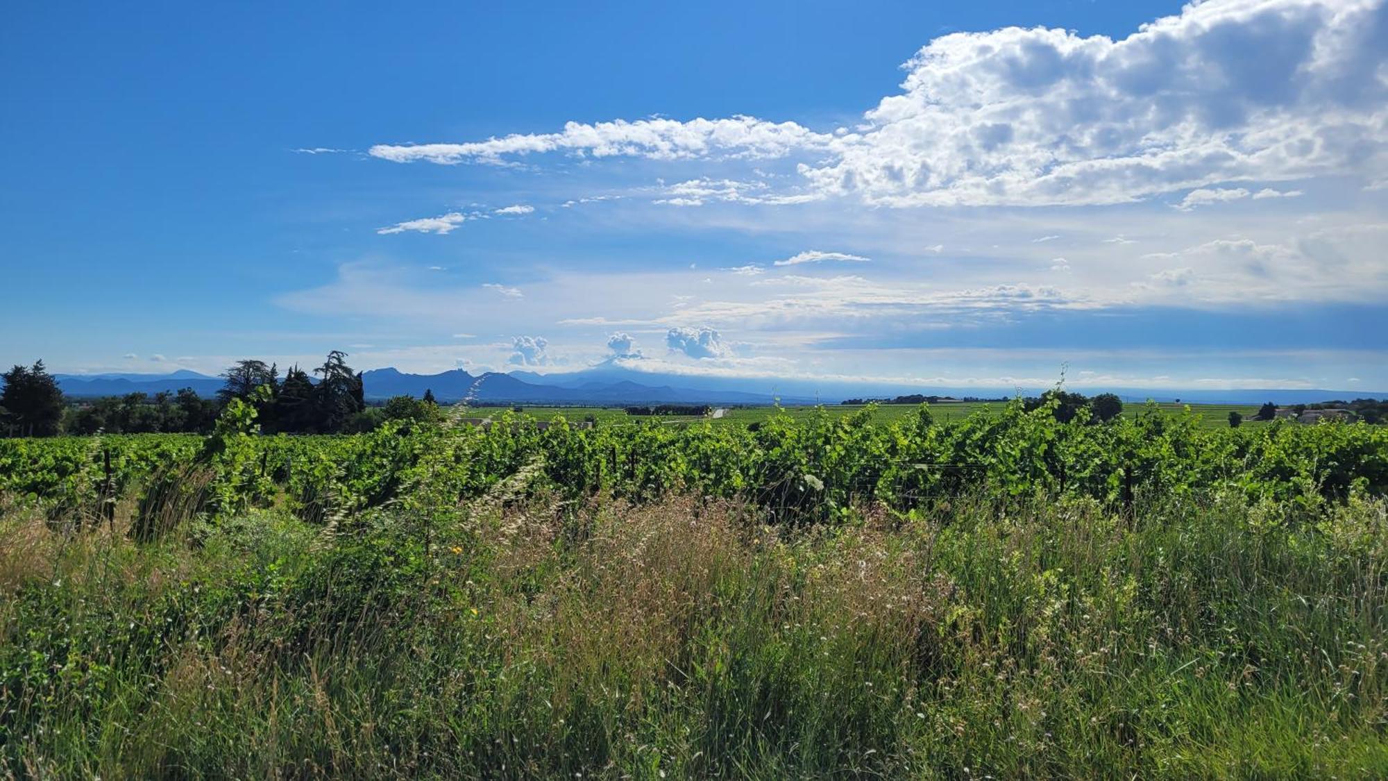 Le Willow Châteauneuf-du-Pape المظهر الخارجي الصورة